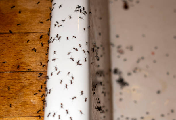 Best Affordable Pest Control Services  in Pasatiempo, CA