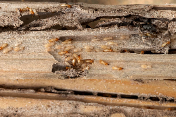 Best Best Pest Control Companies  in Pasatiempo, CA